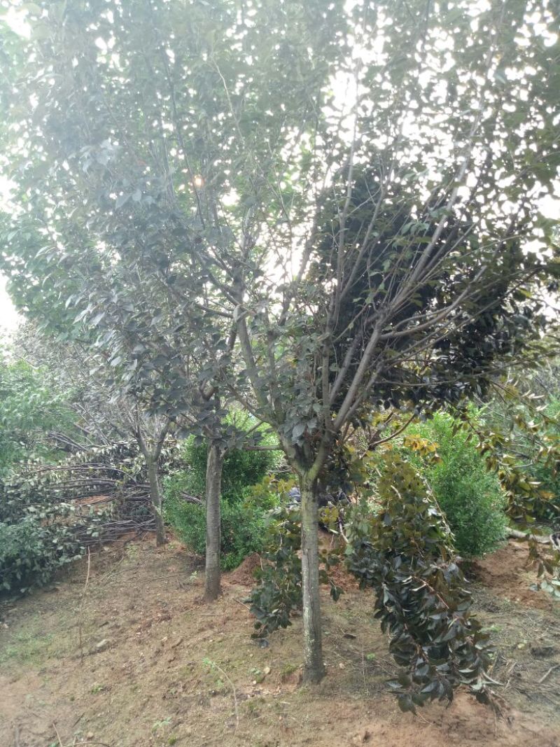 樱花树红叶樱花树