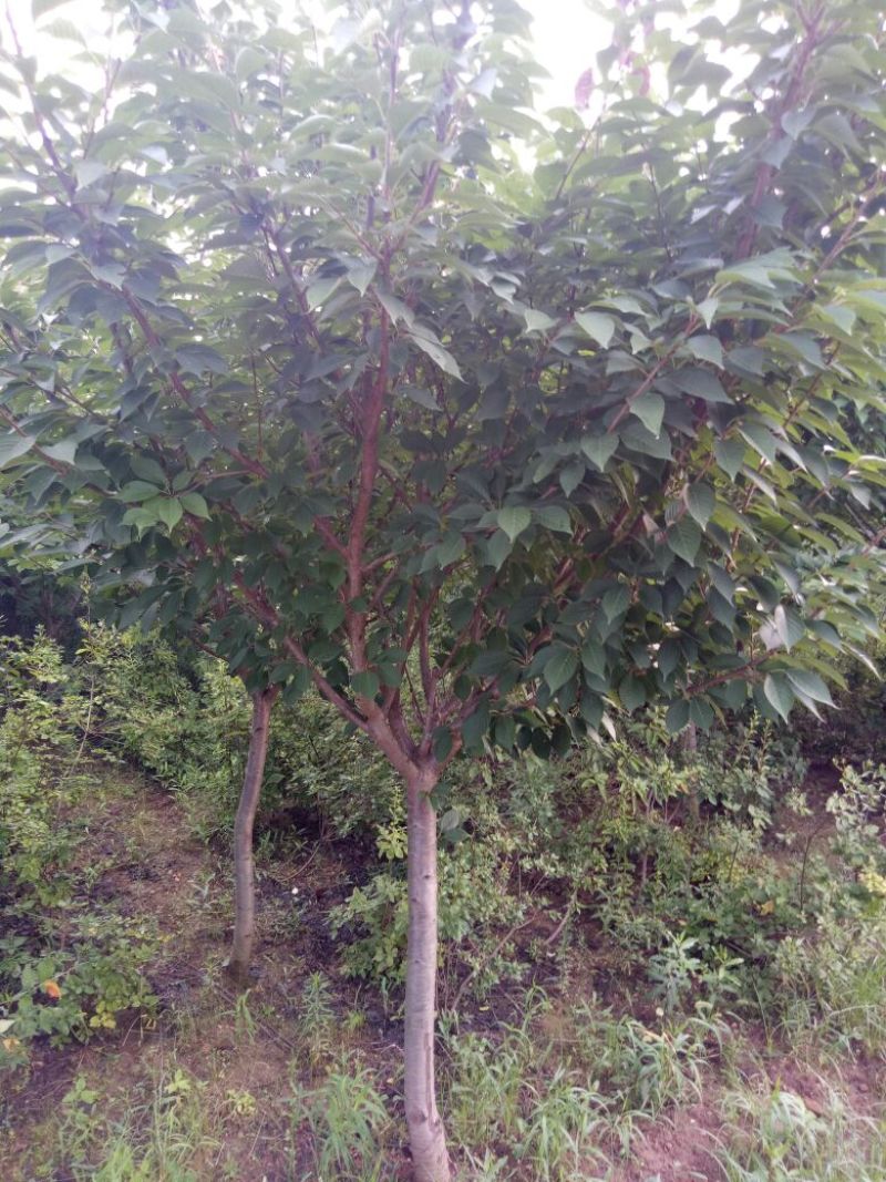 樱花树红叶樱花树