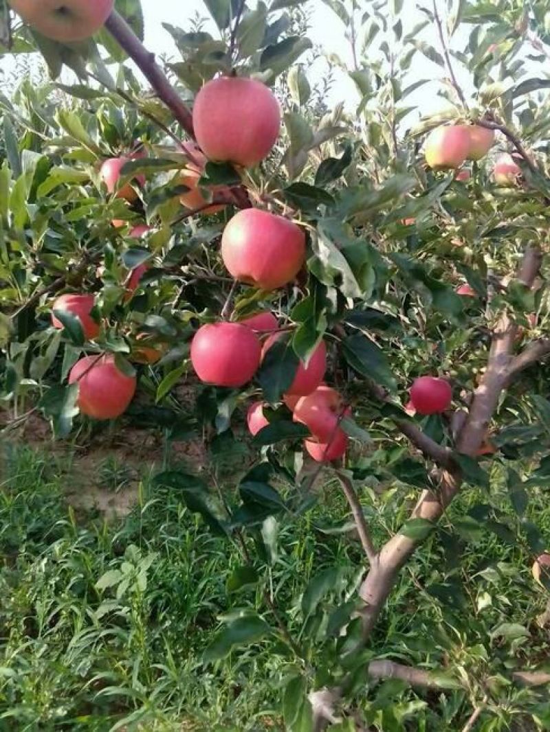 纸袋红星苹果膜袋红星苹果大量上市，有需要的老板赶紧采购