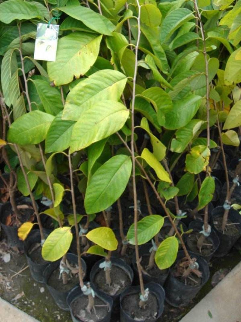 释迦苗90~110cm