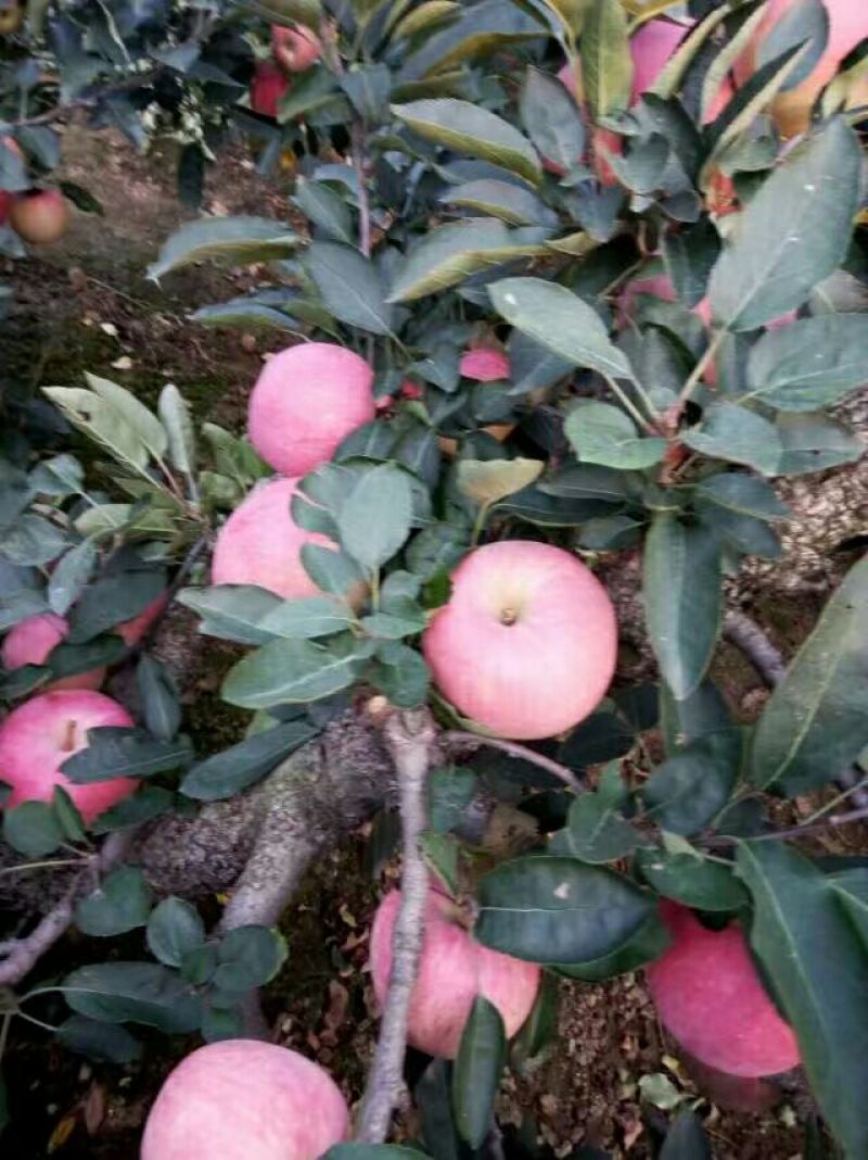 《推荐》山东苹果产地红露红星红将军苹果质优价廉