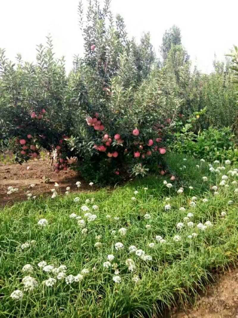 《推荐》山东苹果产地红露红星红将军苹果质优价廉
