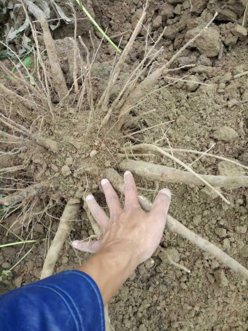 芍药根