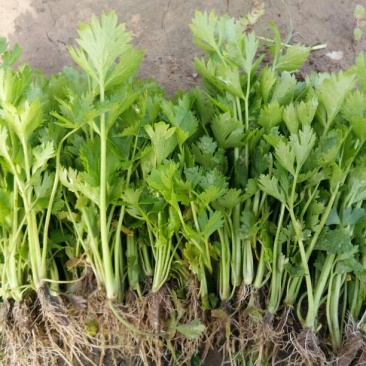 永成苗业西芹苗15~20cm