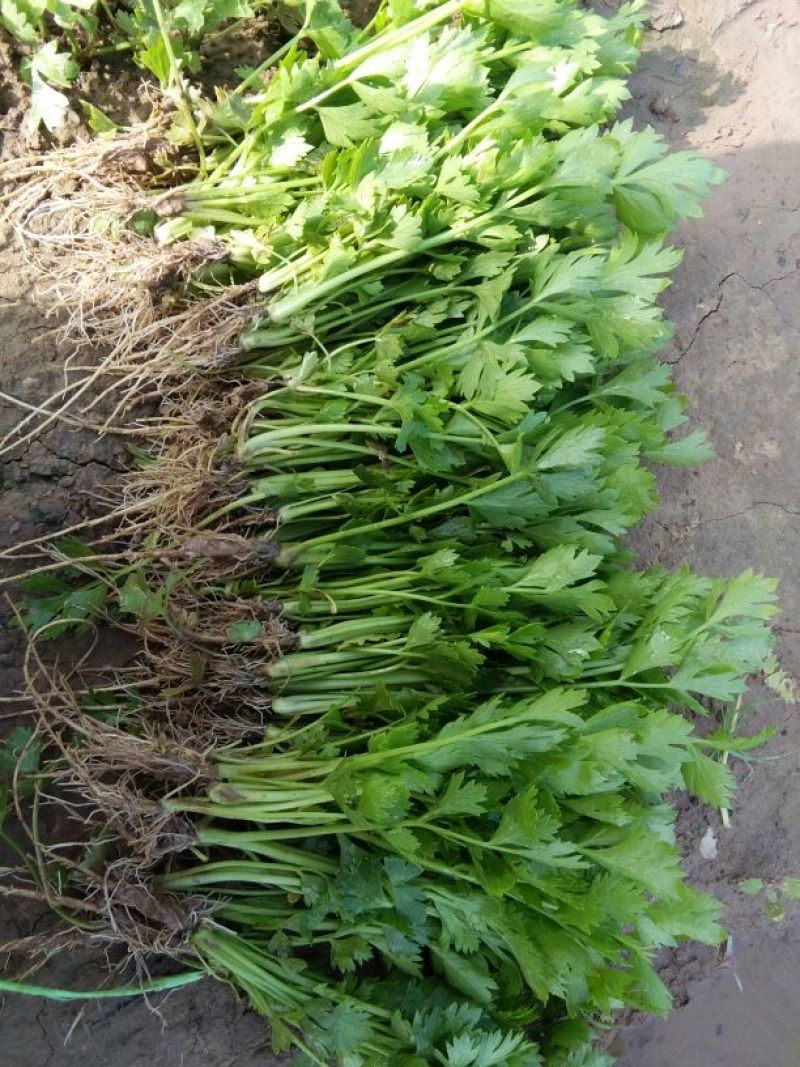 永成苗业西芹苗15~20cm