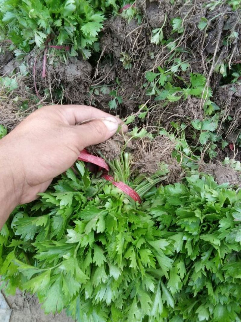 永成苗业西芹苗15~20cm