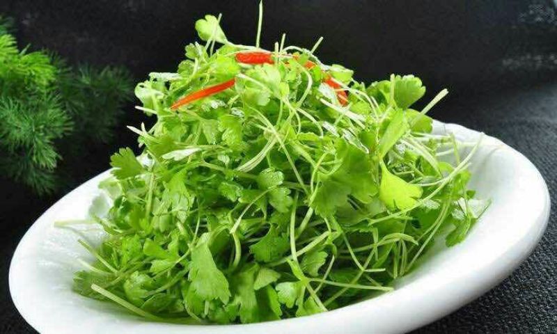 常年大量批发芹菜苗，惠民芹菜苗，质优价廉，包品种，包成活