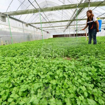 常年大量批发芹菜苗，惠民芹菜苗，质优价廉，包品种，包成活