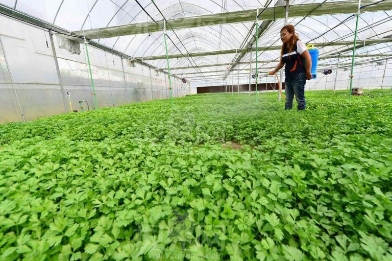 常年大量批发芹菜苗，惠民芹菜苗，质优价廉，包品种，包成活