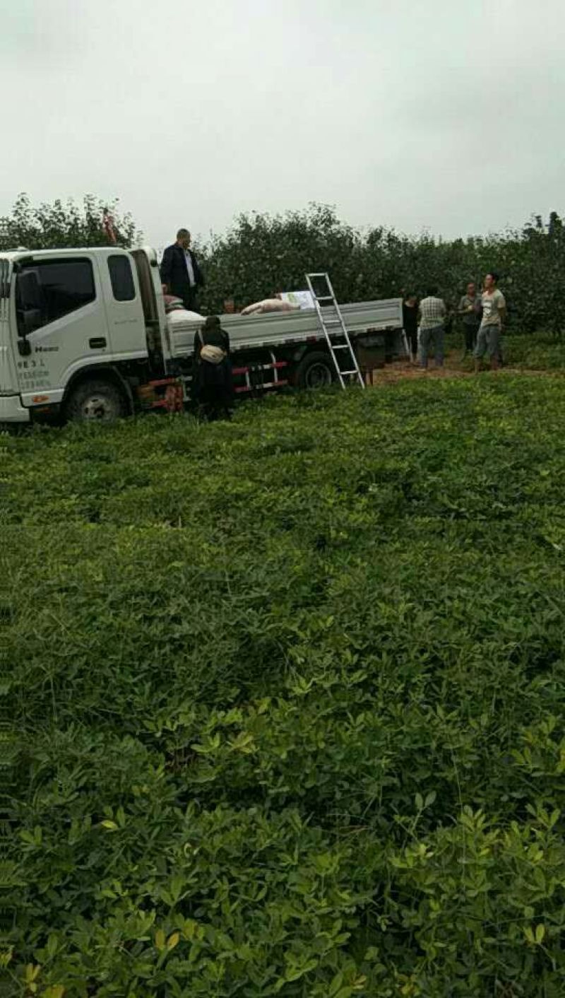 酥梨光果280~650g河南省宁陵县逻岗镇