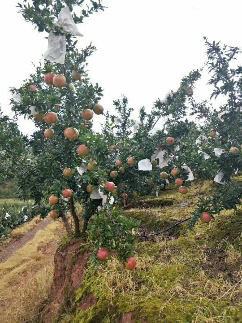 会理石榴6两~8两