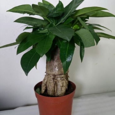 发财树裸根不带土