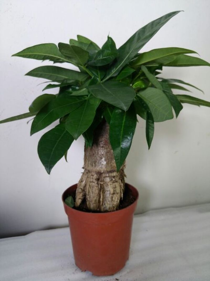 发财树裸根不带土
