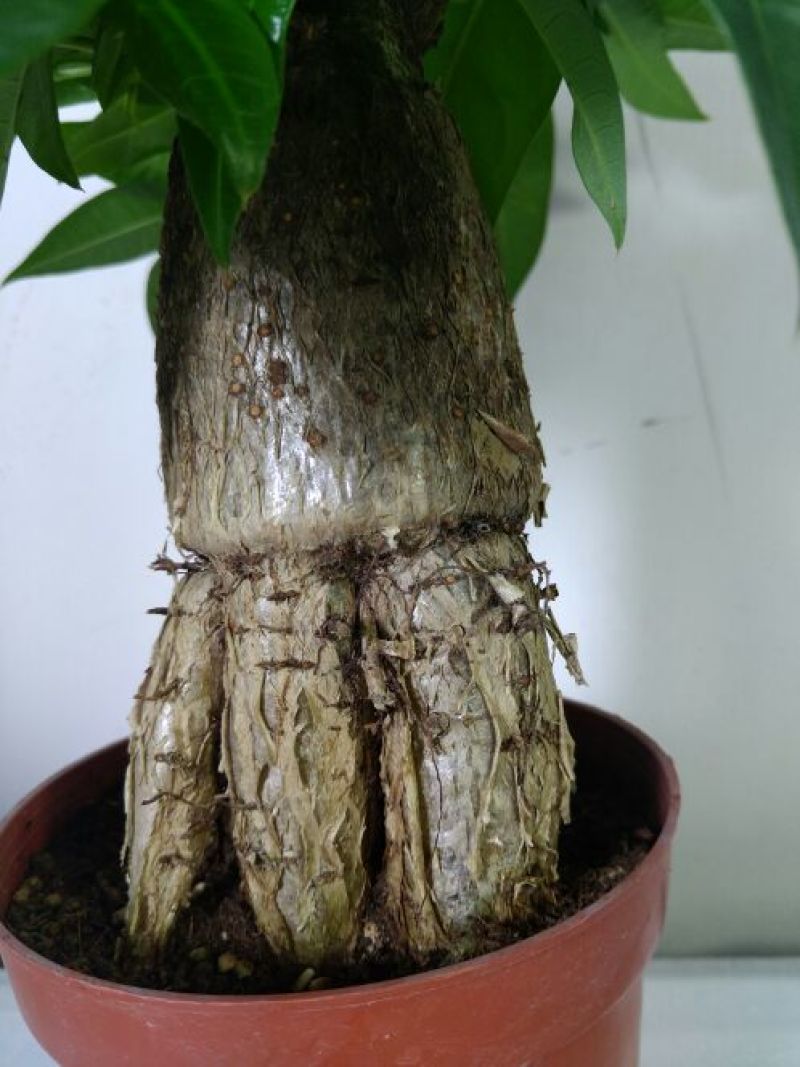 发财树裸根不带土