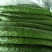 德瑞特72125公分以上干花带刺商超品质欢迎联系
