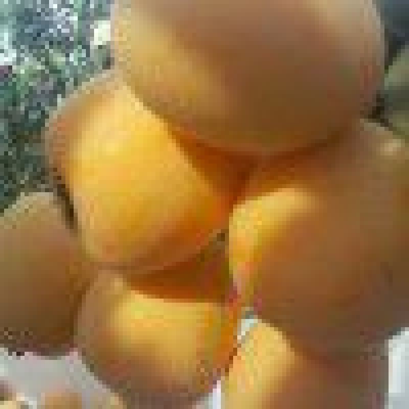 长虹枇杷0.6两以上