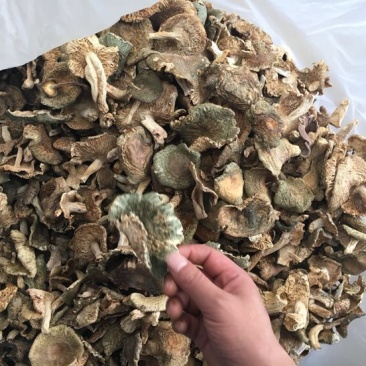 青头菌0.01%1%特级5~8cm
