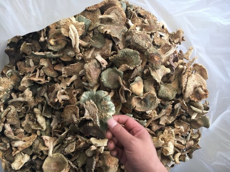 青头菌0.01%1%特级5~8cm