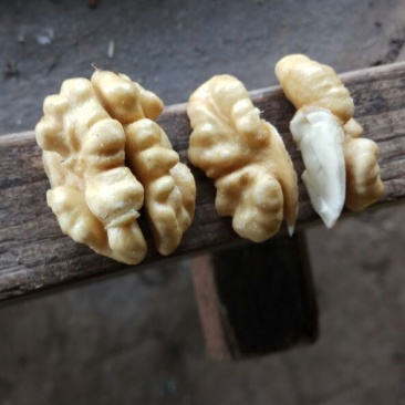 青皮核桃青皮湿