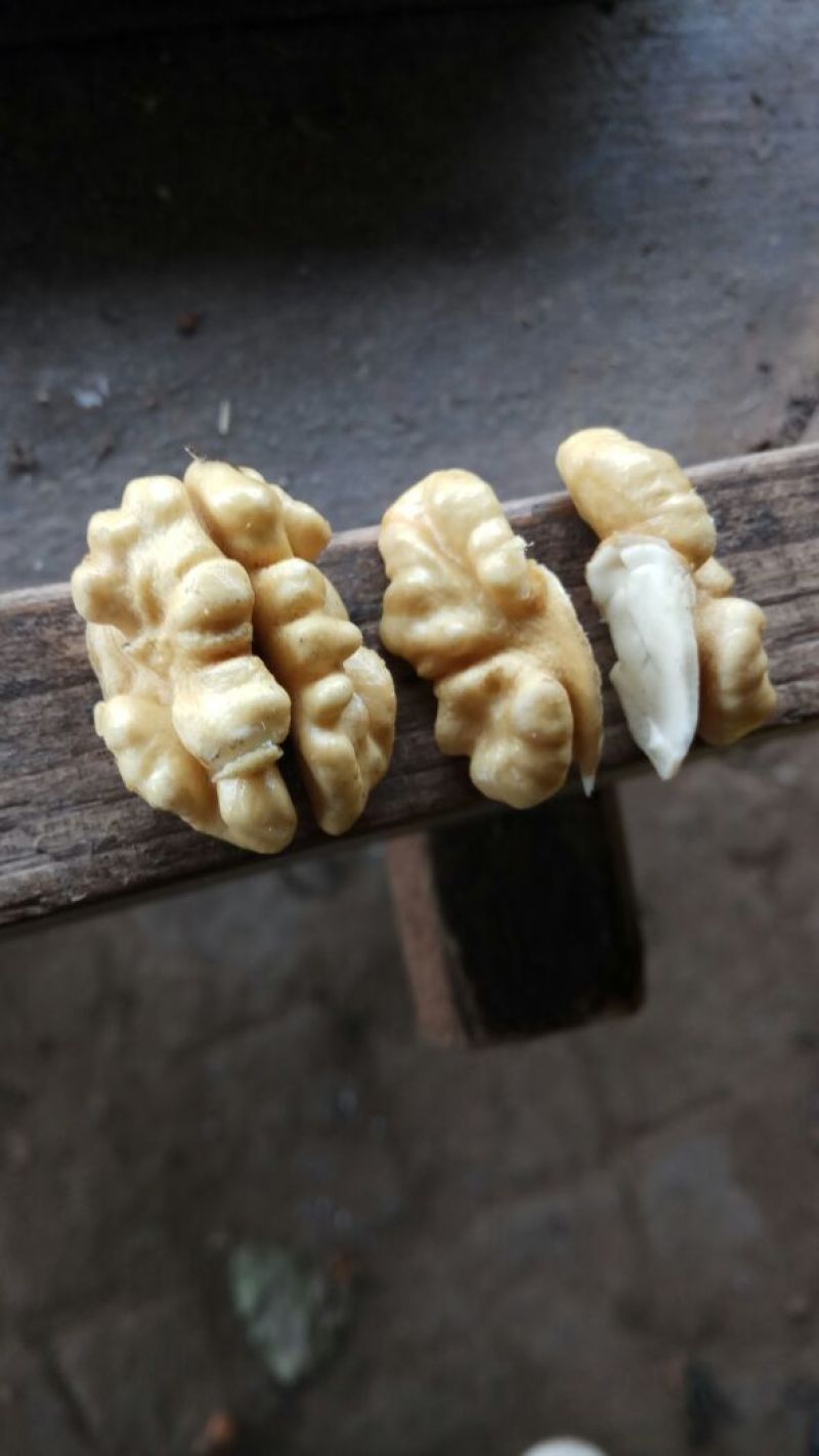 青皮核桃青皮湿