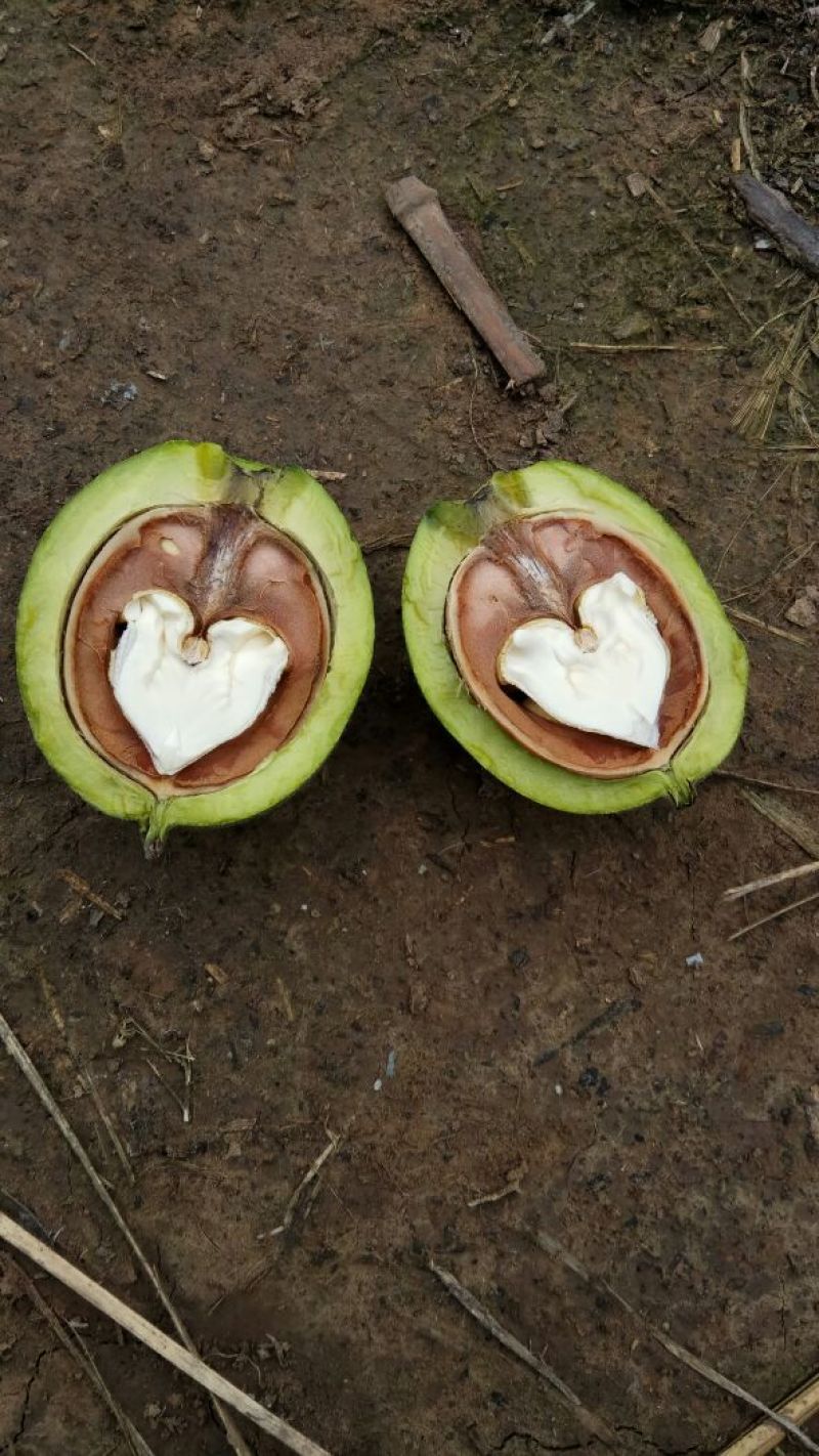 青皮核桃青皮湿