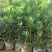 罗汉松2cm以下4cm以下0.5~1米