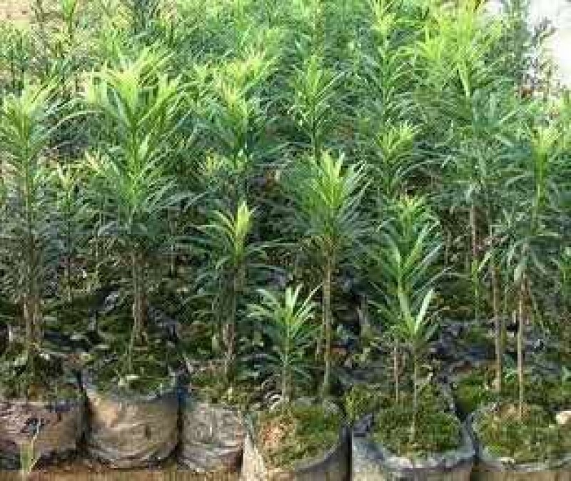 罗汉松2cm以下4cm以下0.5~1米