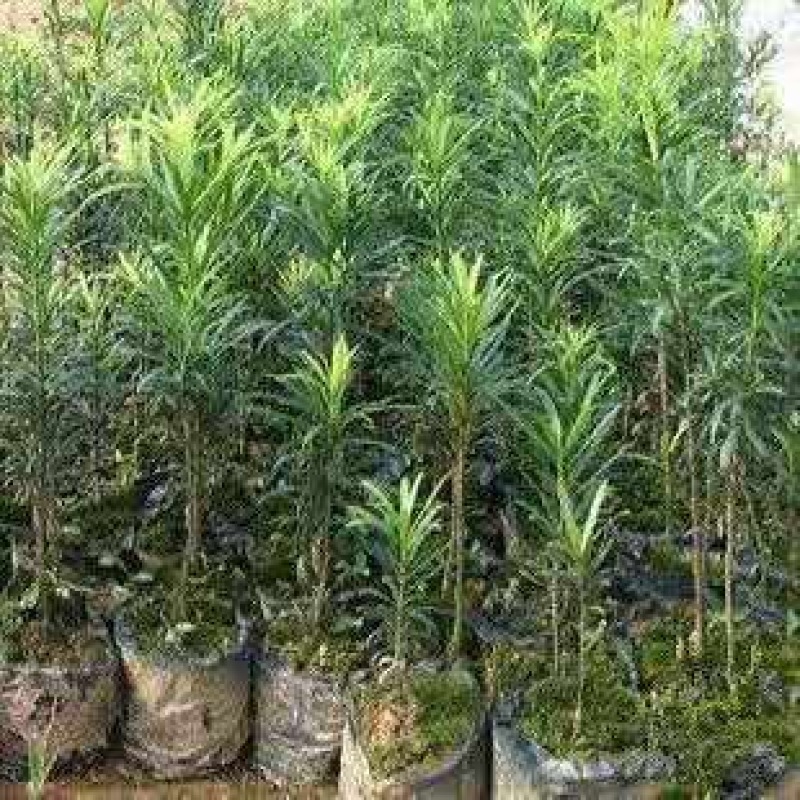 罗汉松2cm以下4cm以下0.5~1米