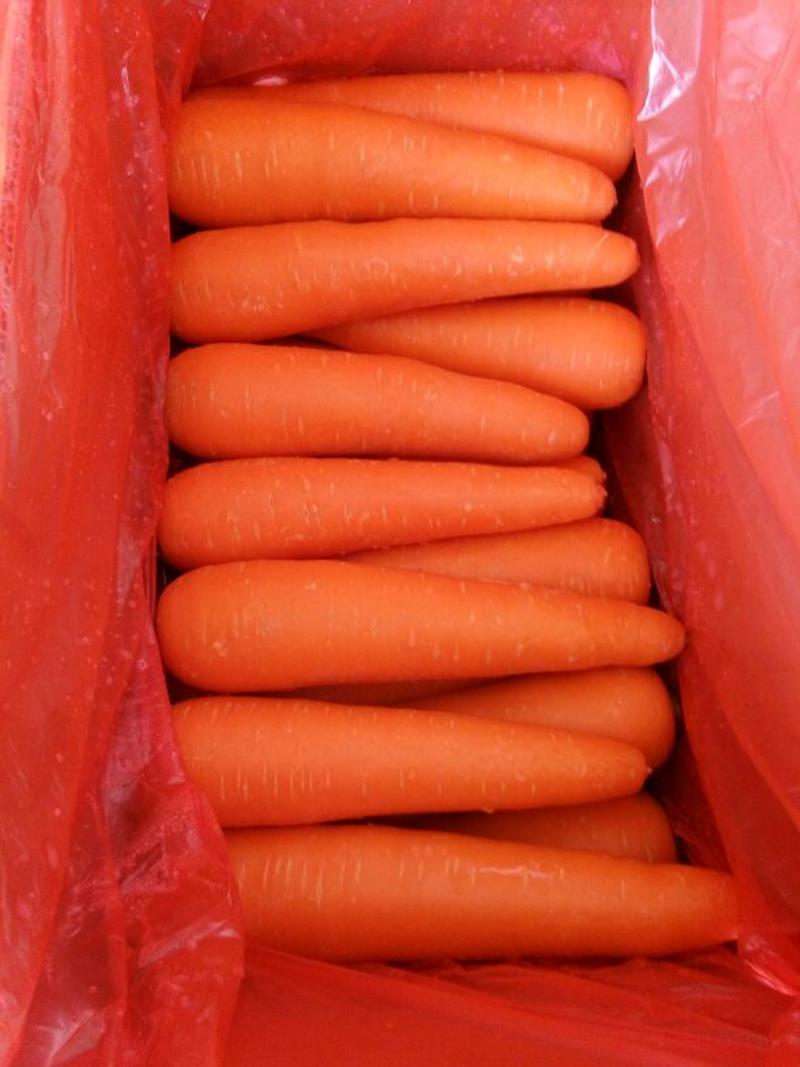 三红胡萝卜现挖现发产地直供泥萝卜水洗萝卜加工厂电商