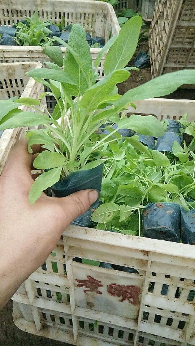 蓝花鼠尾草10~20cm