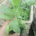 蓝花鼠尾草10~20cm