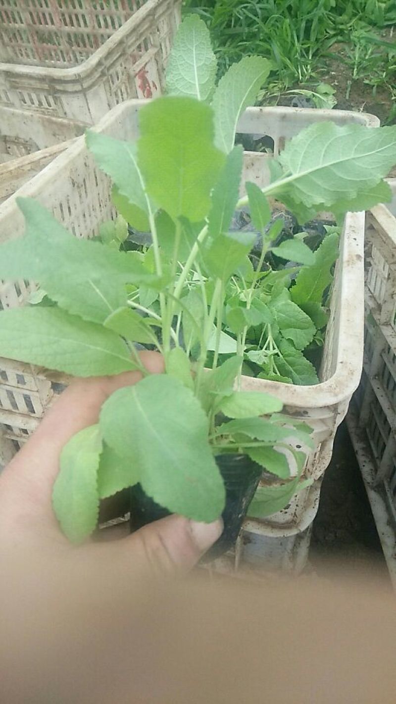 蓝花鼠尾草10~20cm