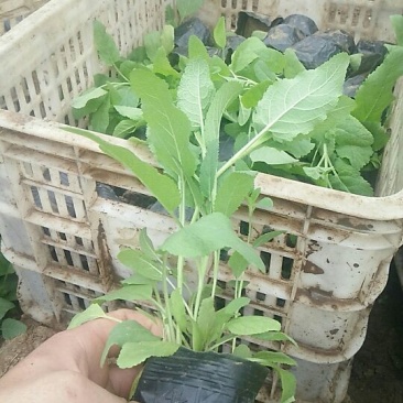 蓝花鼠尾草10~20cm