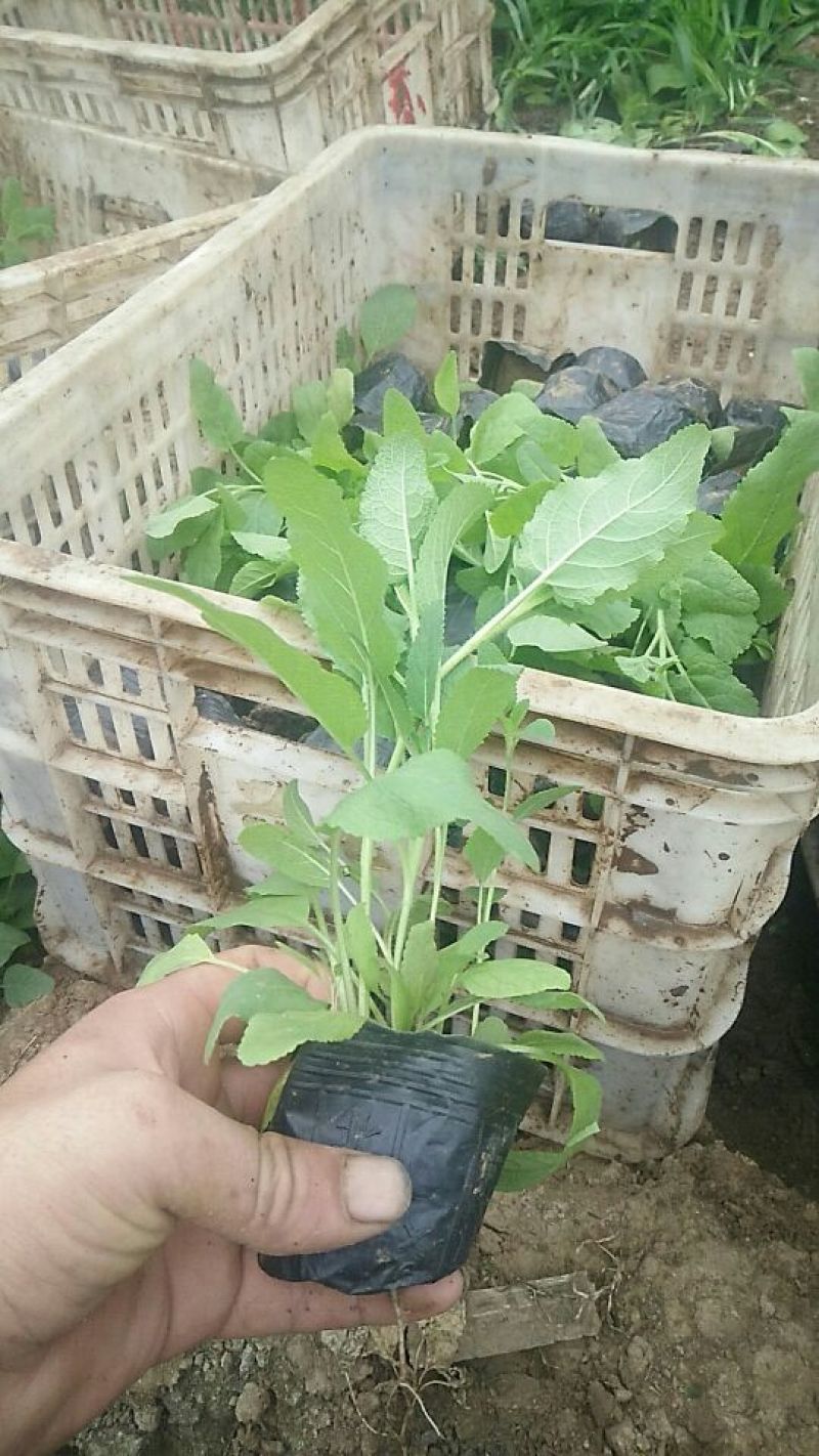 蓝花鼠尾草10~20cm