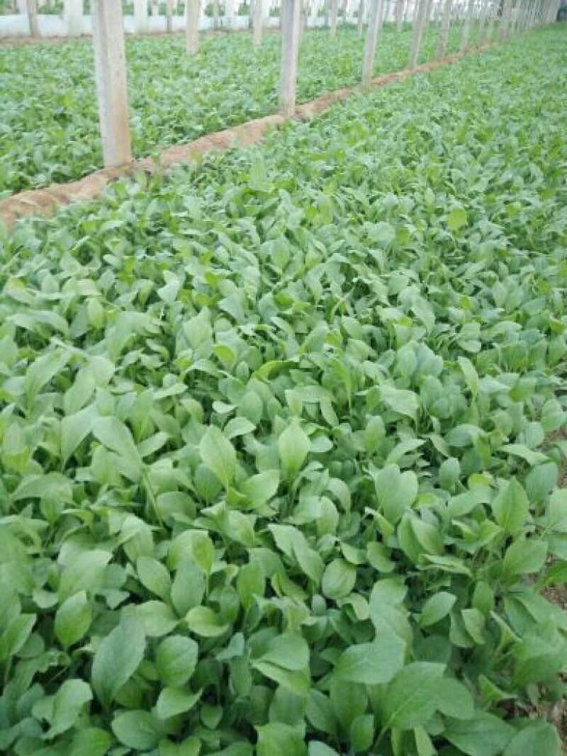 绿化草花