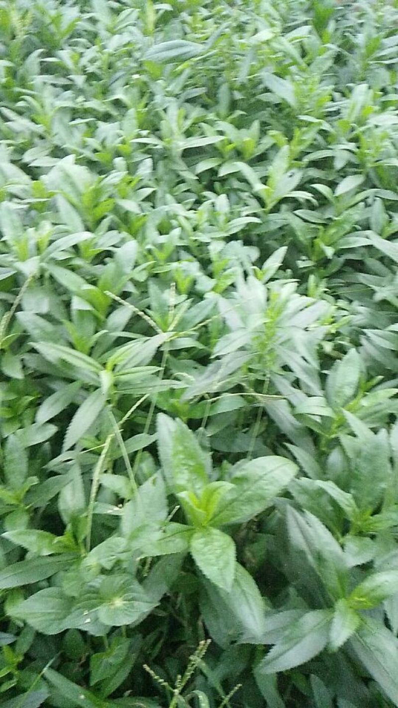 绿化草花