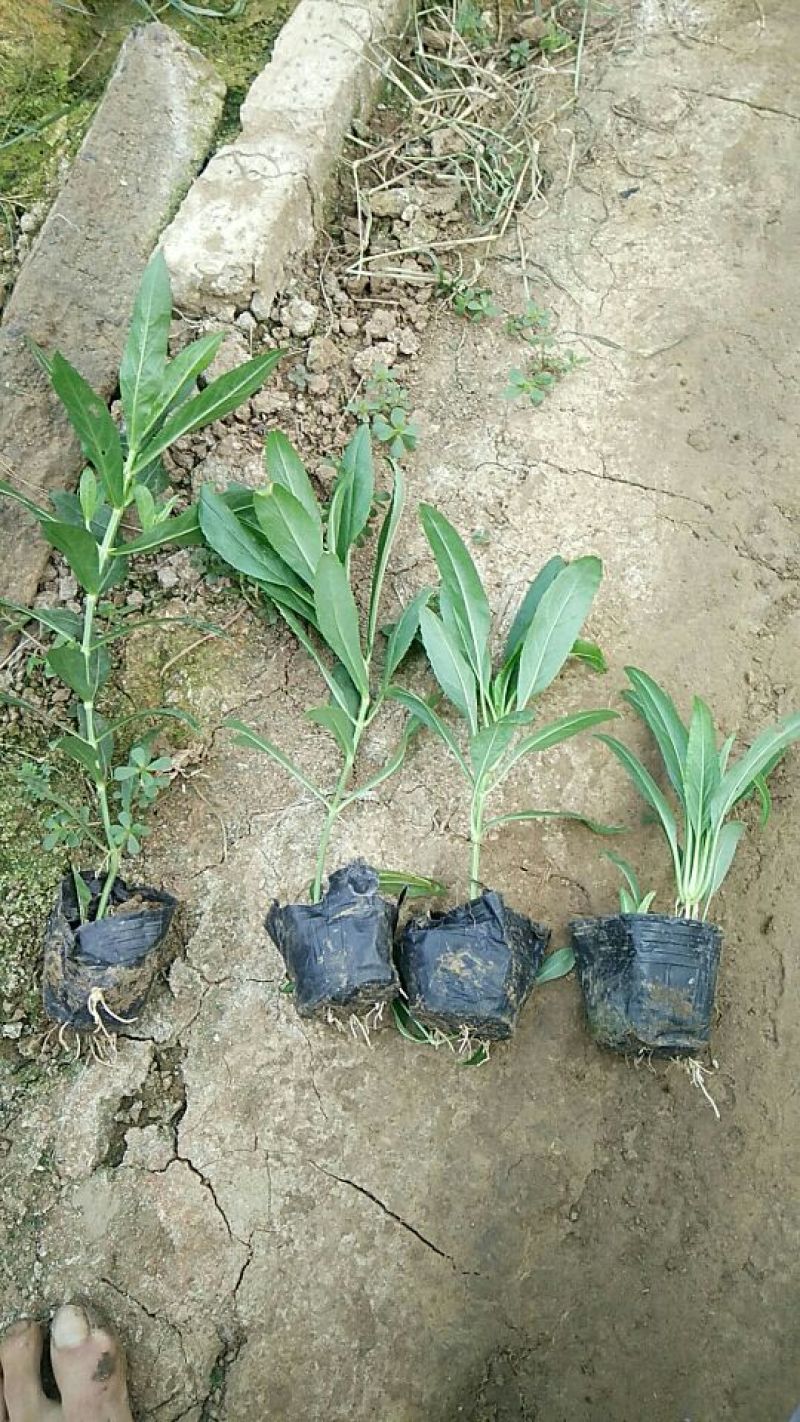 绿化草花