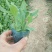 绿化草花
