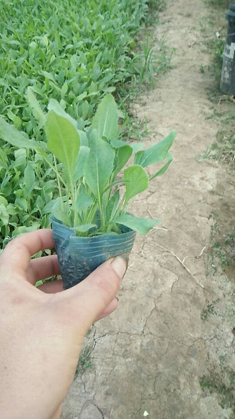 绿化草花