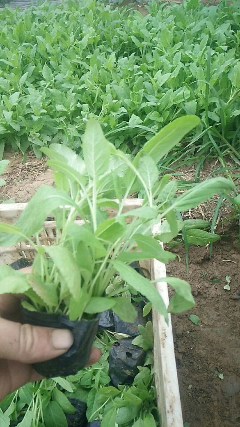 绿化草花