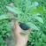 绿化草花
