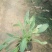 绿化草花