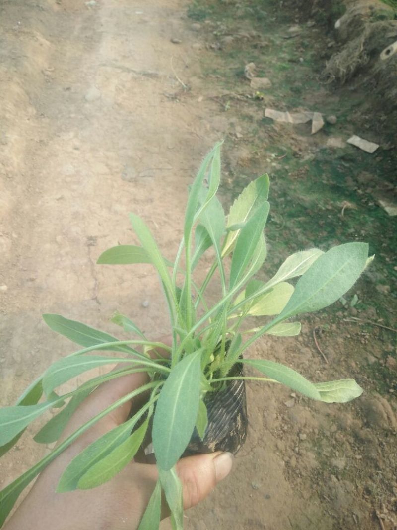 绿化草花
