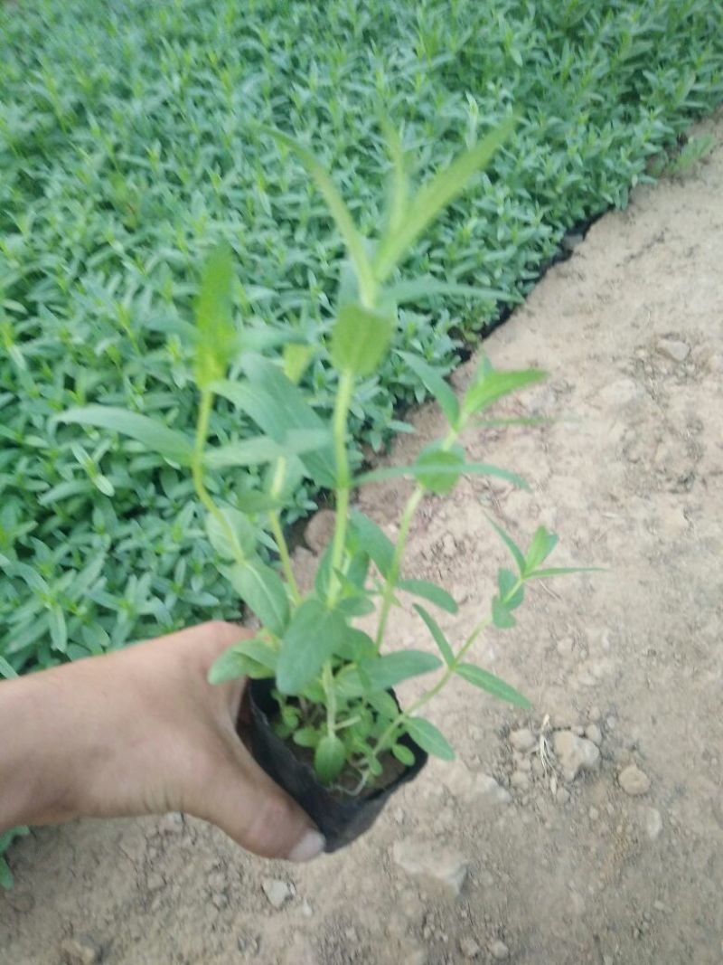 绿化草花