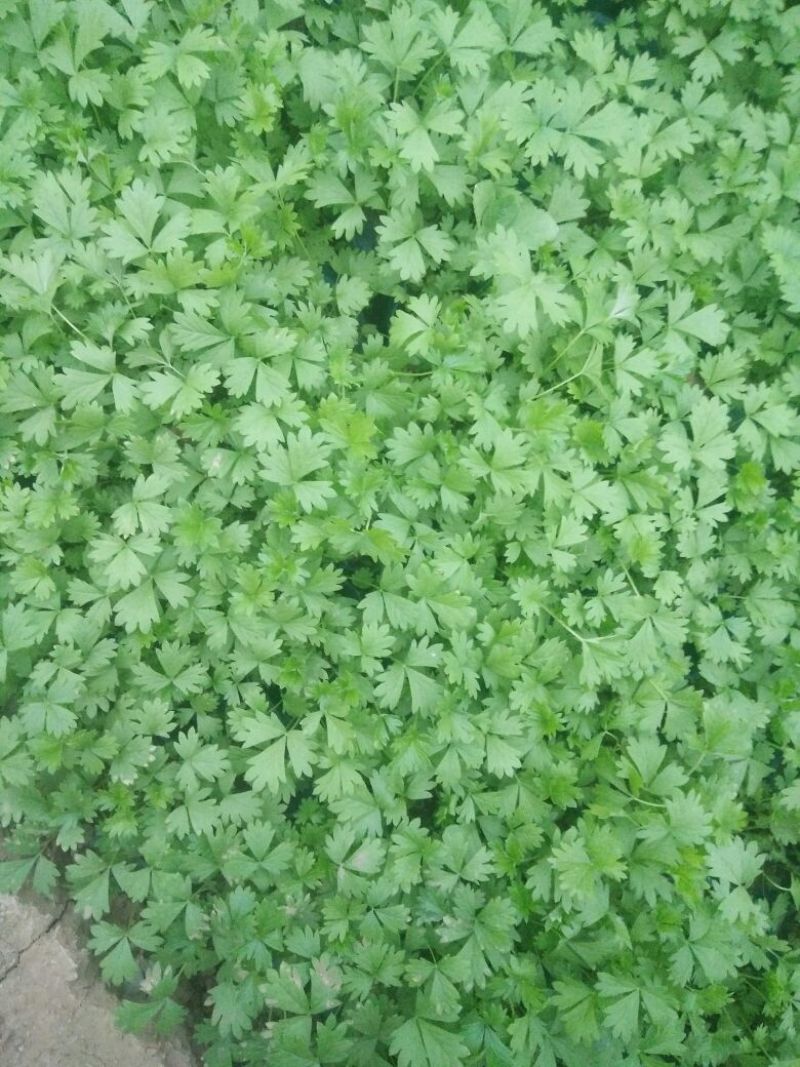 绿化草花