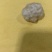羊结石