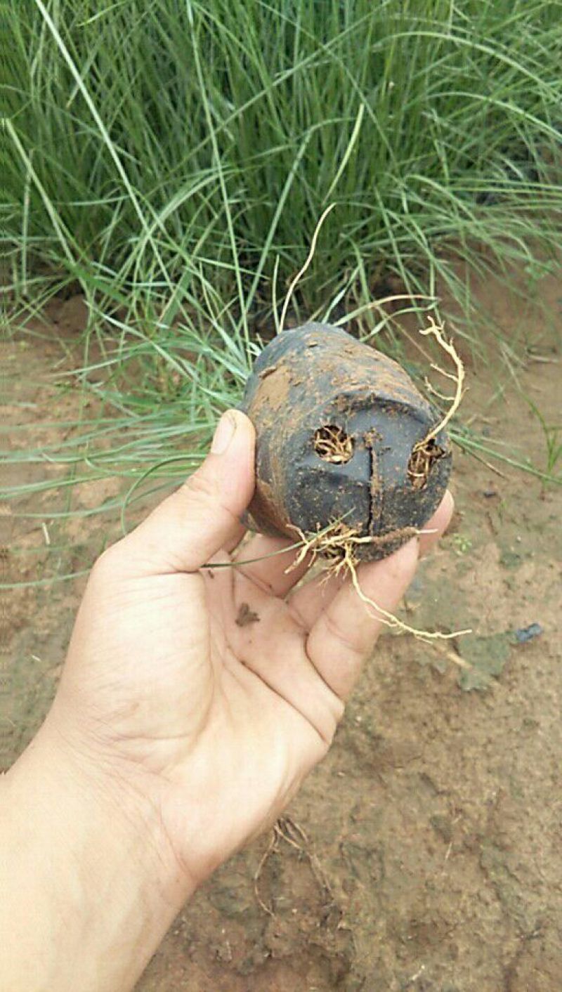 山东省青州市粉黛乱子草基地