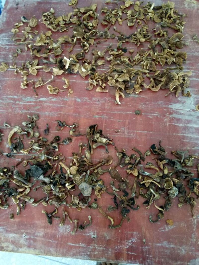 干巴菌一级