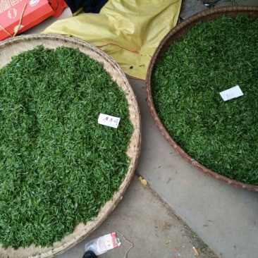 茶树油