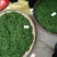 茶树油